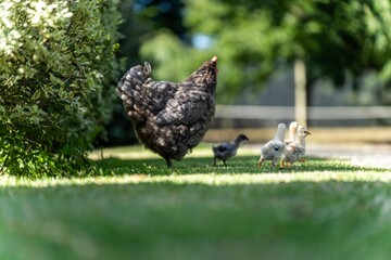Chickens, hens and chooks, grazing and eating grass, on a free range, organic farm, in a country hen house, on a farm and ranch in Australia. in spring