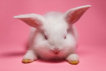 White rabbit on pink background