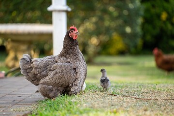 Pasture raised poultry on a regenerative agriculture farm. With hens with chickens and chooks in a backyard