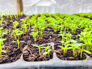 Tray for seedlings with small sprouts of plants. Seedling background. Selective Close-up of green seedling. Spring gardening