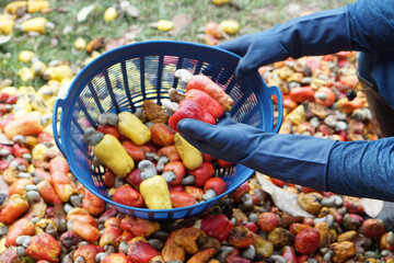 Closeup gardener hands holds red cashew apple fruits, Concept, agriculture crops. Check, inspect...