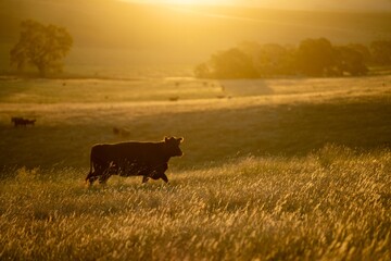 black wagyu cows grazing on a hill at sunset in australia. australian farming landscape in...