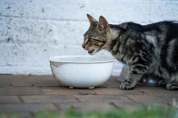 cat eating on a farm in australia in spring