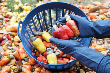 Closeup gardener hands holds red cashew apple fruits, Concept, agriculture crops. Check, inspect...
