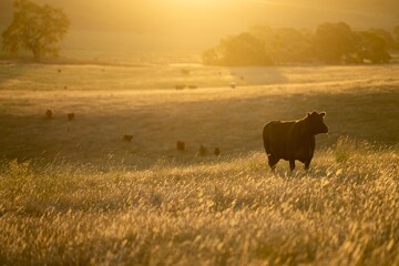 sustainable agriculture at dusk and sunset on a farm. Australian wagyu cows grazing in a field on pasture. close up of a black angus cow eating grass in a paddock in springtime in australia © William