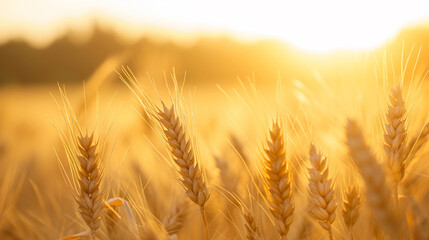 Close up of wheat ears, field of wheat in a summer day . Ai Generative