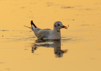 Seagulls swim on the sea at sunset