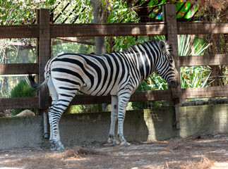 Fototapeta na wymiar Portrait of a zebra in the zoo