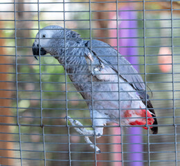 Gray parrot on a metal cage