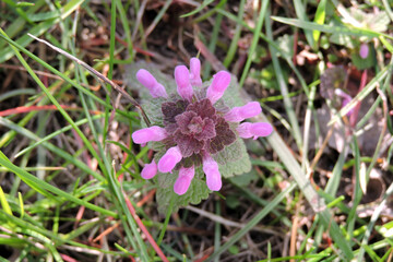 Obraz premium A red dead-nettle buds and leaves