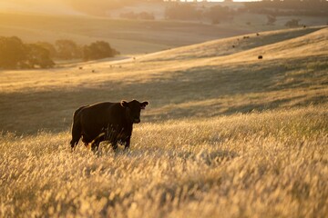 sustainable agriculture at dusk and sunset on a farm. Australian wagyu cows grazing in a field on pasture. close up of a black angus cow eating grass in a paddock in springtime in australia - obrazy, fototapety, plakaty