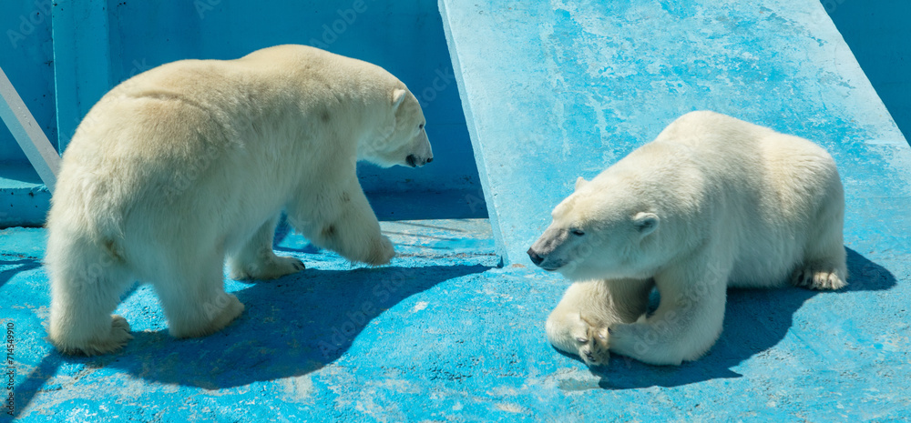 Sticker two polar bears in the zoo