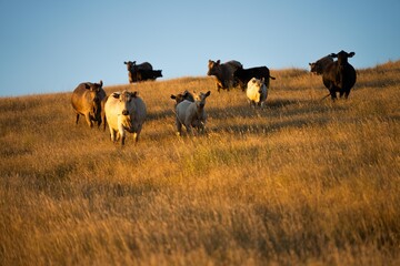 black wagyu cows grazing on a hill at sunset in australia. australian farming landscape in springtime with angus and murray grey cows growing beef cattle