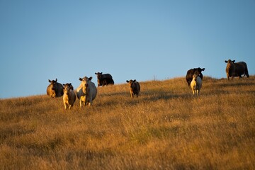 sustainable agriculture at dusk and sunset on a farm. Australian wagyu cows grazing in a field on pasture. close up of a black angus cow eating grass in a paddock in springtime in australia