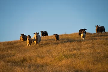 Foto op Plexiglas sustainable agriculture at dusk and sunset on a farm. Australian wagyu cows grazing in a field on pasture. close up of a black angus cow eating grass in a paddock in springtime in australia © William