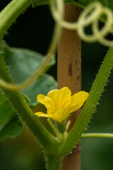 yellow flower on vegetable plant vine