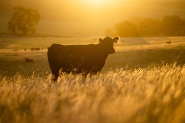 sustainable agriculture at dusk and sunset on a farm. Australian wagyu cows grazing in a field on pasture. close up of a black angus cow eating grass in a paddock in springtime in australia
