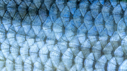 The fish scale close up. © sergofan2015