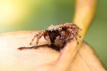 Spiders jumping on leaves. Captured with a close-up macro, the details of the little spider are displayed.