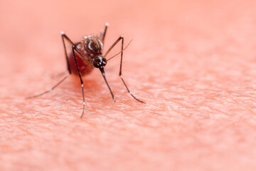 A mosquito that carries dengue fever and Zika virus is sucking blood on a person's skin.