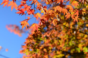 【京都】嵐山の紅葉