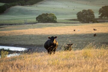 black wagyu cows grazing on a hill at sunset in australia. australian farming landscape in...