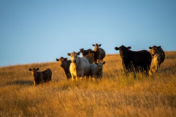 stud bull farm at sunrise with Angus, wagyu and murray grey beef bulls and cows, being grass fed on...