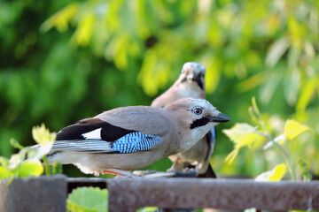 A portrait of a Eurasian jay sitting on a metal fence and the second blurred jay in the background,...