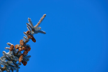 Winter Vignettes: Capturing the Ephemeral Beauty of Nature