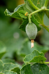 Rock melon bud and fruit forming
