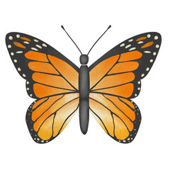 butterfly isolated on transparent background illustration