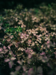 Plants in the garden