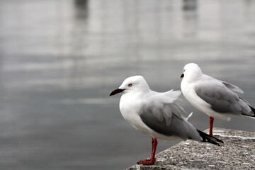 Subadult Silver gulls (Chroicocephalus novaehollandiae) sitting on a slab by the sea : (pix Sanjiv Shukla)