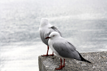 Subadult Silver gulls (Chroicocephalus novaehollandiae) sitting on a slab by the sea : (pix Sanjiv...