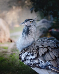 portrait d'une Outarde kori au sublme plumage 