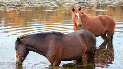 Two brown bay wild horse stallions feeding on eel grass in the Salt River near Phoenix Arizona United States
