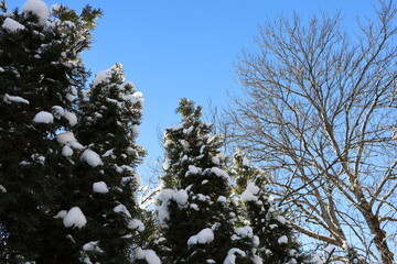 Thujas with snow on the branches. Blue sky.