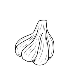 Garlic Doodle Sketch Style 