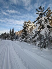 Fototapeta na wymiar Cross country skiing in the forest 