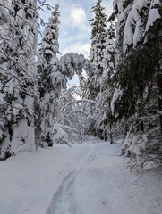 Cross country skiing in the forest