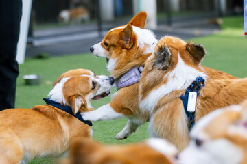 Two Three adorable Border Corgi puppies playfully interact in a studio setting, showcasing their cute white and brown fur.