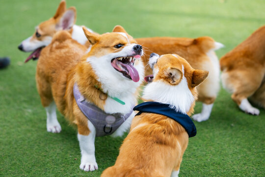 Two Three adorable Border Corgi puppies playfully interact in a studio setting, showcasing their cute white and brown fur.
