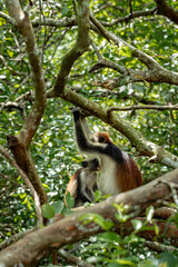 Endemic Red Colobus monkey (Piliocolobus), Jozani Forest, Jozani Chwaka Bay National Park, Island of Zanzibar, Tanzania, East Africa, Africa - 714572105