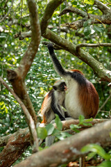 Endemic Red Colobus monkey (Piliocolobus), Jozani Forest, Jozani Chwaka Bay National Park, Island of Zanzibar, Tanzania, East Africa, Africa - 714572159