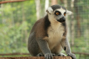 Madagascar