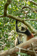 Endemic Red Colobus monkey (Piliocolobus), Jozani Forest, Jozani Chwaka Bay National Park, Island of Zanzibar, Tanzania, East Africa, Africa - 714572529