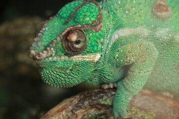 Obraz premium Reptil