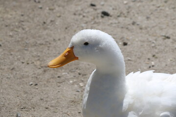 Perfil de pato