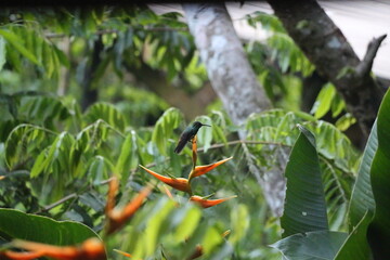 Colibri © Alejandra