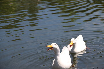 Fototapeta premium Dos patos